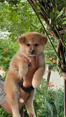 آگهی فروش نژاد آکیتا