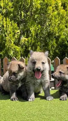 آگهی فروش نژاد چکسلواکین ولف داگ