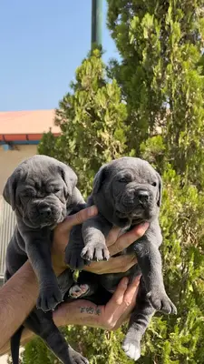 آگهی فروش نژاد کن کورسو