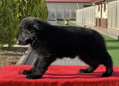 آگهی فروش نژاد ژرمن شپرد