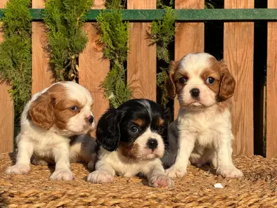 آگهی فروش نژاد کاوالیر کینگ چارلز اسپانیل