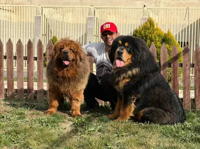 آگهی فروش نژاد تیبتن ماستیف