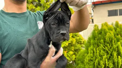 آگهی فروش نژاد کن کورسو