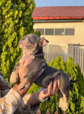 آگهی فروش نژاد آمریکن بولی