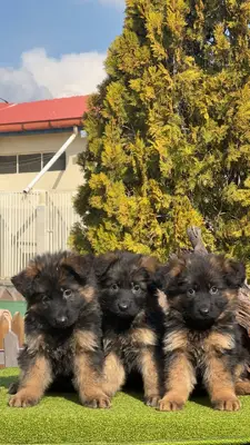 آگهی فروش نژاد ژرمن شپرد