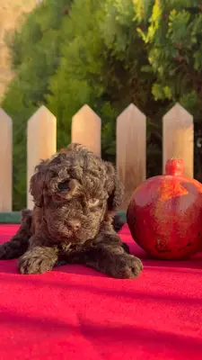 آگهی فروش نژاد پودل عروسکی