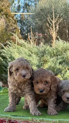 آگهی فروش نژاد پودل مینیاتوری