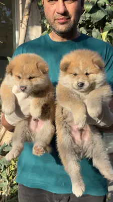 آگهی فروش نژاد آکیتا