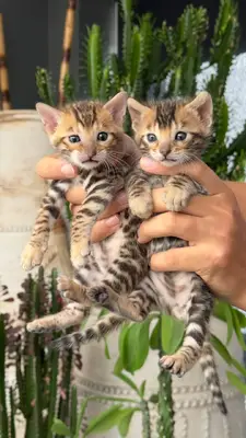 آگهی فروش نژاد بنگال