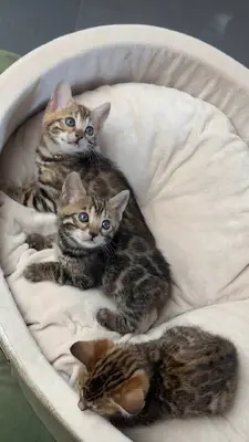 آگهی فروش نژاد بنگال