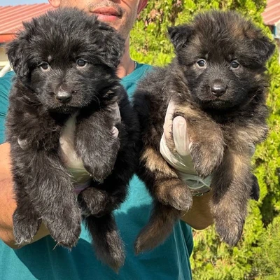 آگهی فروش نژاد ژرمن شپرد