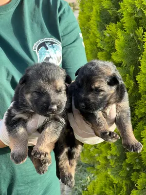 آگهی فروش نژاد ژرمن شپرد