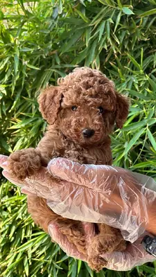 آگهی فروش نژاد پودل مینیاتوری