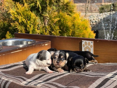 آگهی فروش نژاد چی واوا