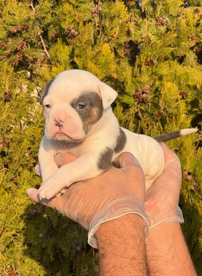 آگهی فروش نژاد آمریکن بولی