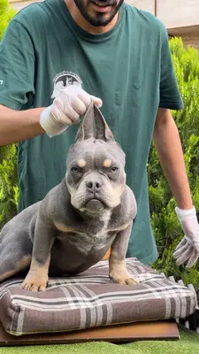 آگهی فروش نژاد آمریکن بولی