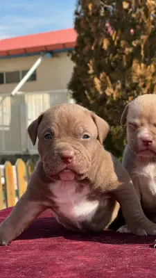 آگهی فروش نژاد آمریکن پیت بول تریر