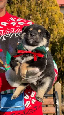 آگهی فروش نژاد شیبا اینو