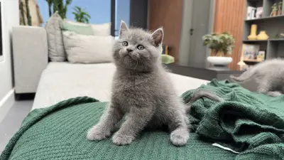 آگهی فروش نژاد بریتیش شورت هیر