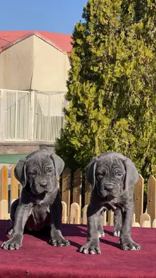 آگهی فروش نژاد کن کورسو