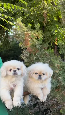 آگهی فروش نژاد پکینیز