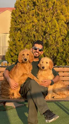 آگهی فروش نژاد گلدن دودل