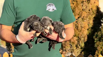 آگهی فروش نژاد کن کورسو