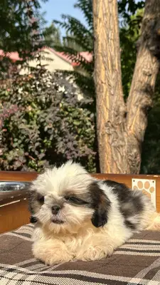 آگهی فروش نژاد شیتزو