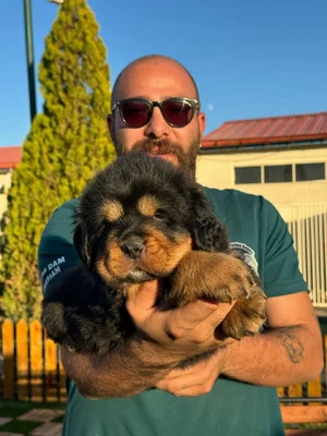 آگهی فروش نژاد تیبتن ماستیف