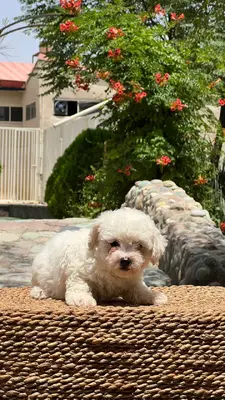 آگهی فروش نژاد بیشان فریزی