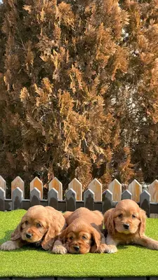 آگهی فروش نژاد انگلیش کوکر اسپانیل