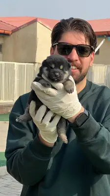 آگهی فروش نژاد شیبا اینو