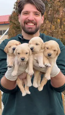 آگهی فروش نژاد گلدن رتریور