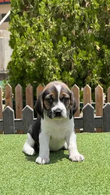 آگهی فروش نژاد بیگل