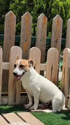 آگهی فروش نژاد جک راسل تریر