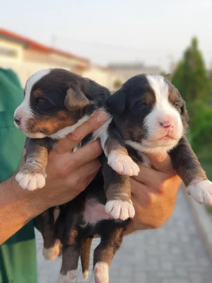 آگهی فروش نژاد برنس مانتن داگ