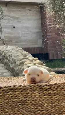 آگهی فروش نژاد مالتیز