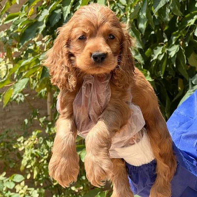 آگهی فروش نژاد انگلیش کوکر اسپانیل