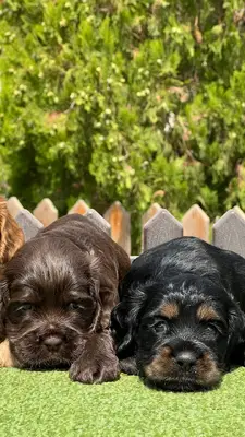 آگهی فروش نژاد انگلیش کوکر اسپانیل