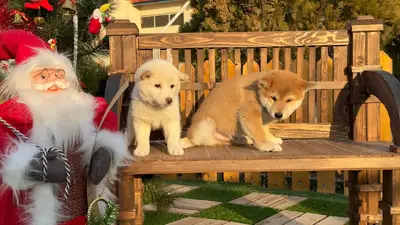 آگهی فروش نژاد شیبا اینو