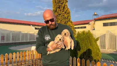 آگهی فروش نژاد گلدن رتریور