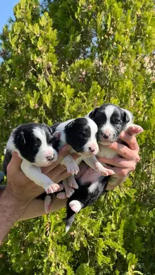 آگهی فروش نژاد بردر کالی