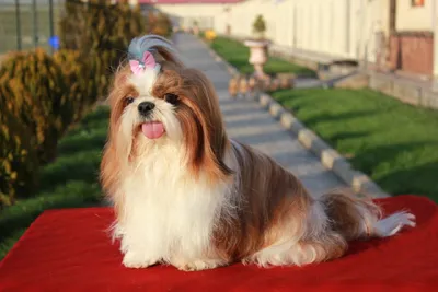 آگهی فروش نژاد شیتزو