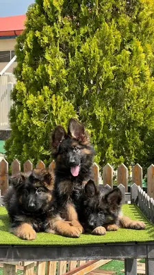 آگهی فروش نژاد ژرمن شپرد