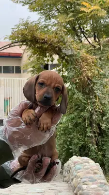 آگهی فروش نژاد داشهوند