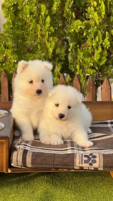 آگهی فروش نژاد سامویید