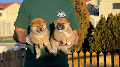 آگهی فروش نژاد شیبا اینو