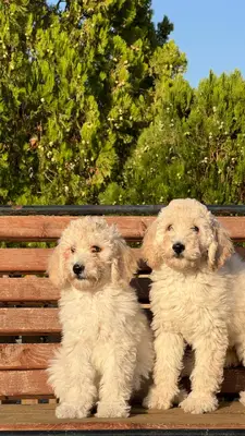 آگهی فروش نژاد پودل استاندارد