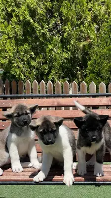 آگهی فروش نژاد آکیتا