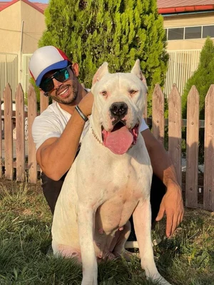 آگهی فروش نژاد داگو آرژانتینو